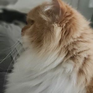 Meet your Posher, Lisa